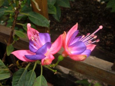 normal_Resized_Heavenly%20fuchsia%7E0.jpg