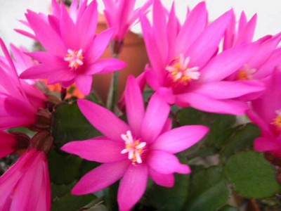 normal_rhipsalisfucsia.jpg