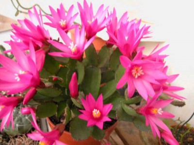 normal_rhipsalisfucsia2.jpg