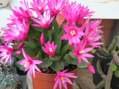 normal_rhipsalisfucsia4.jpg