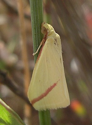 normal_Rhodometra%20sacraria%202.jpg