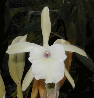 normal_rhyncholaelia_glauca1.jpg