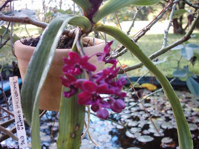 normal_Rinchostilis%20gigantea%20red%20076.2.jpg