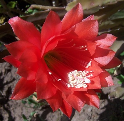 normal_roja_de_cactus4.jpg