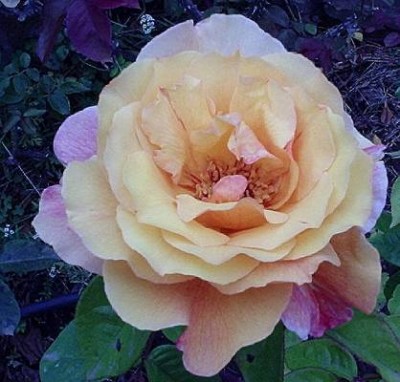 normal_Rosa%20A..JPG