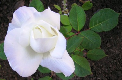 normal_Rosa%20blanca.jpg
