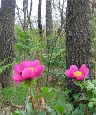 normal_rosa%20f.jpg