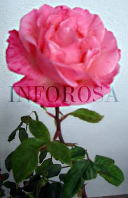 normal_Rosa%20maceta01.jpg