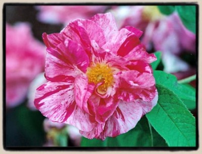 normal_Rosa%20mundi.jpg