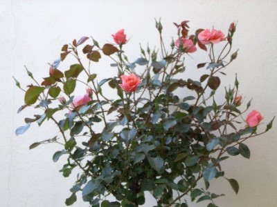 normal_rosa%20Palacio%20Oriental%20003%203.jpg