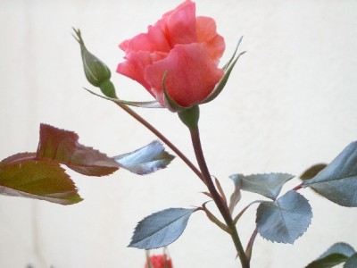 normal_rosa%20Palacio%20Oriental%20008%203.jpg
