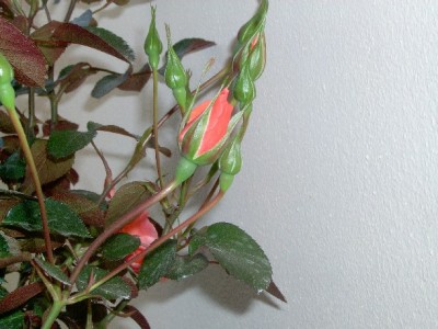 normal_rosa%20Palacio%20Oriental%20009%203.jpg