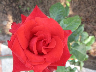 normal_Rosa%20roja%20roja.jpg