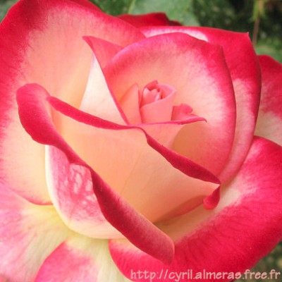 normal_Rosa%20roja.jpg