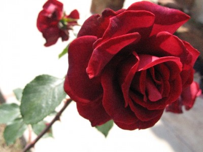 normal_Rosa%20rojo%20oscuro.jpg