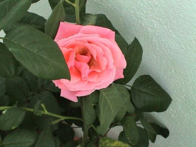 normal_rosa%20salmon.JPG