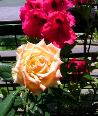normal_rosa%20y%20geranio.jpg