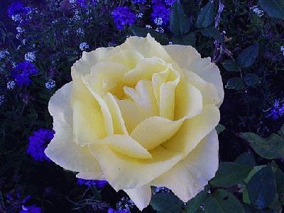 normal_Rosa%20yellow.jpg