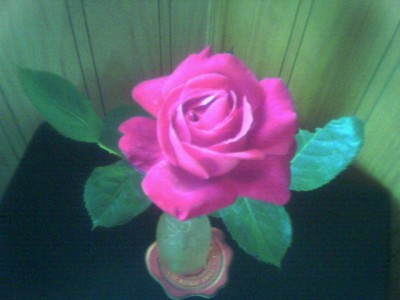 normal_rosa-finca.jpg