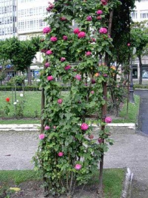 normal_rosa11.jpg