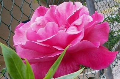 normal_rosa2%7E2.jpg