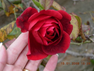 normal_Rosa2.JPG