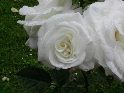 normal_rosa5%7E0.jpg