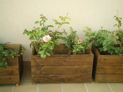 normal_rosal%206-9-05.jpg