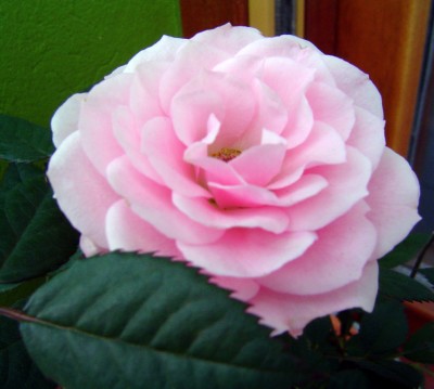 normal_rosal%20mini.jpg