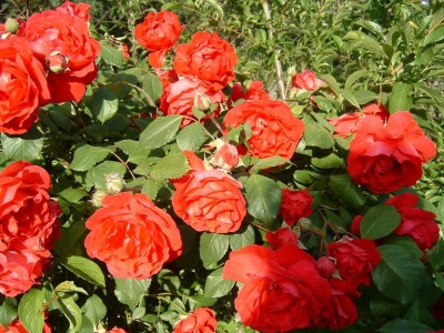 normal_Rosal%20no%20identificado.JPG