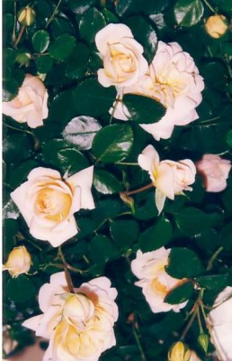 normal_rosal%20paloma.jpg