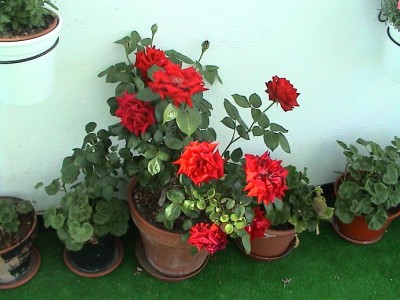 normal_rosal%20rojo%20tiesto.JPG