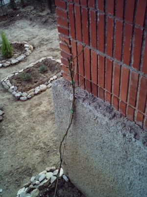 normal_Rosal%20trepador%20malito%201.jpg