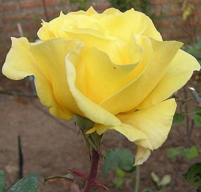 normal_Rosal%2520Amarillo%257E0.jpg