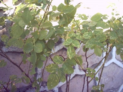 normal_rosal%7E0.JPG