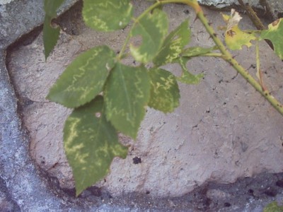 normal_rosal%7E1.JPG