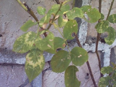 normal_rosal%7E2.JPG
