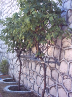 normal_rosal%7E4.JPG