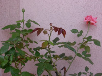 normal_Rosal_01.jpg