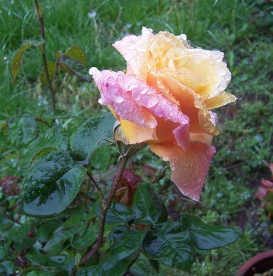 normal_rosas%2009.jpg