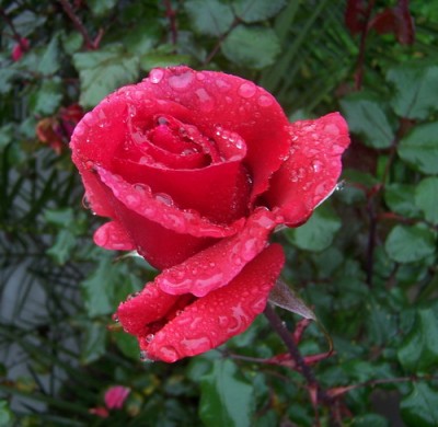 normal_rosas%2018.jpg