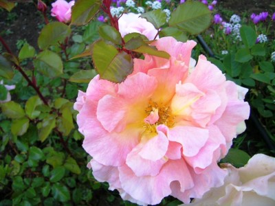 normal_rosas%20los%20dominicos%20004.jpg