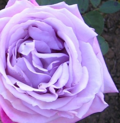 normal_rosas%20los%20dominicos%20022.jpg