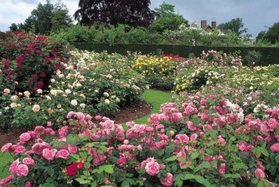 normal_rosegarden.JPG