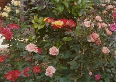 normal_roses3.jpg