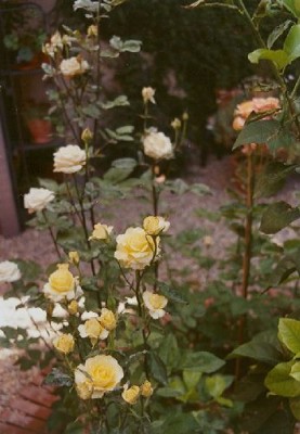 normal_roses4.jpg