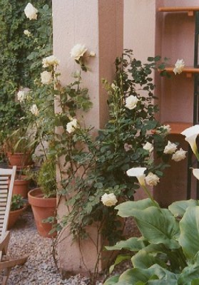 normal_roses5.jpg