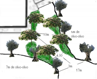 normal_s%20olivos%202%20foro%20albizz.jpg