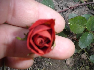 normal_S2500308.JPG
