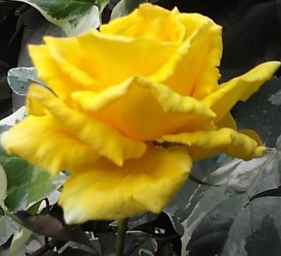 normal_S2500782m.JPG